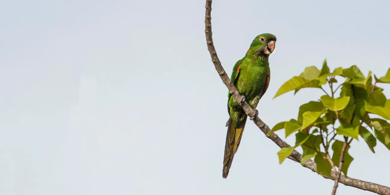 A Network for Lost Pet Birds